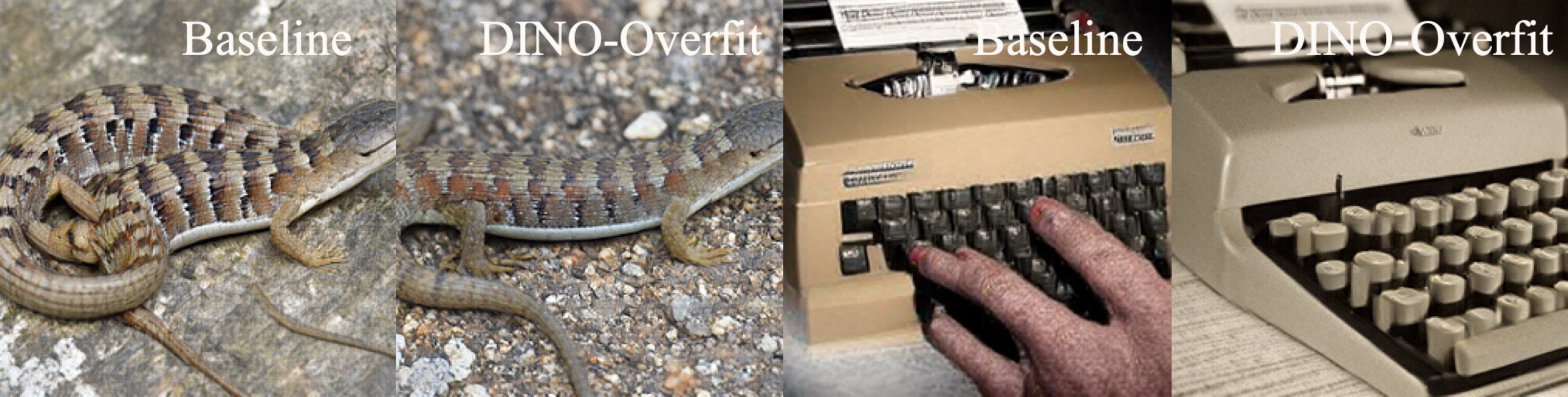 Matching only DINOv2 drives its distance to the real floor yet improves quality unevenly: a lizard becomes indistinguishable from real while a typewriter keeps clear artifacts.